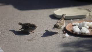 momma feeding baby sparrow white rice