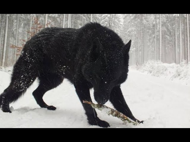 full black husky