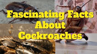 Fascinating Facts About cockroaches