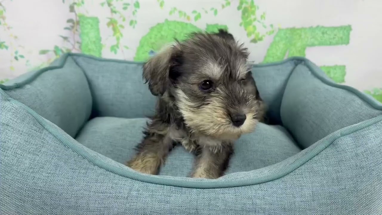犬・猫ペットブリーダーKSTshopサブ さん専用☺︎☺︎メロジョイ タピオカ YouTube