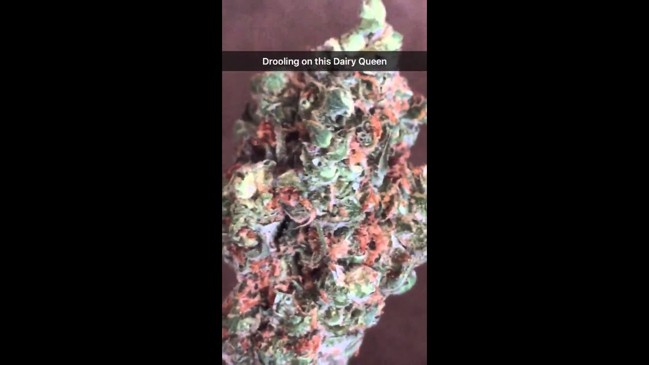 DAIRY QUEEN BY TGA GENETICS