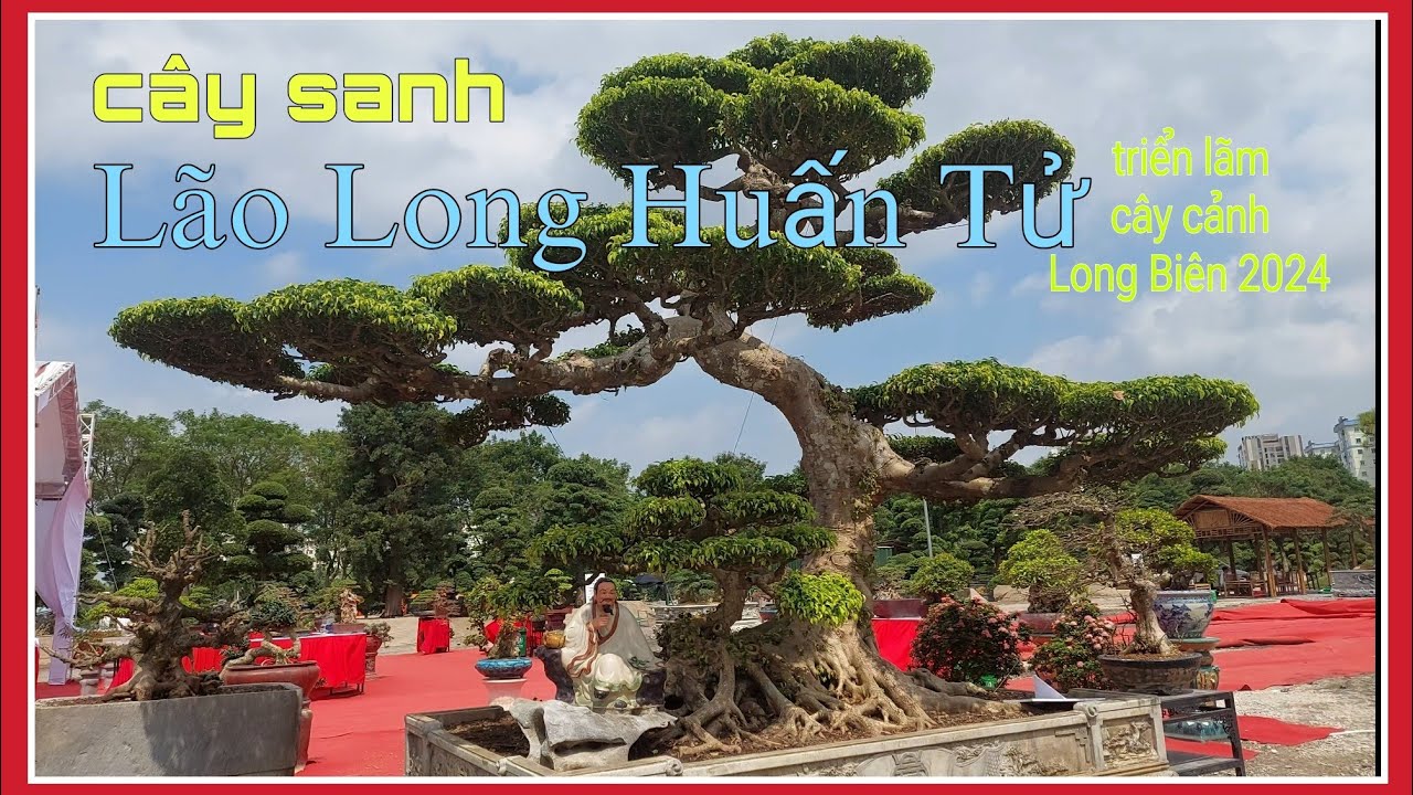 CD1. cây sanh Lão Long Huấn Tử và cây Me Đại Thụ tại triển lãm cây cảnh ...
