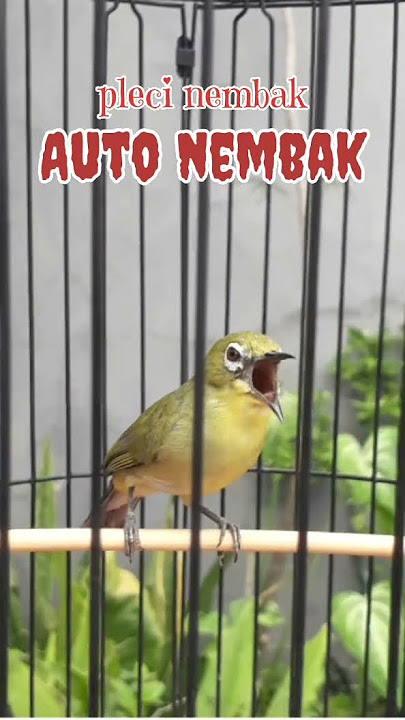 pleci nembak wit wit kenari mantenan geter geter cocok buat masteran#kicaumania #plecimania #dakun