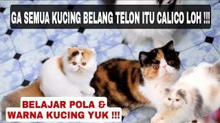 TERNYATA GA SEMUA KUCING BELANG TELON ITU CALICO GUYS !!! Belajar warna & pola warna yuk ...