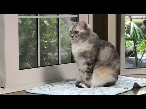 猫 しっぽ 踏ん だ