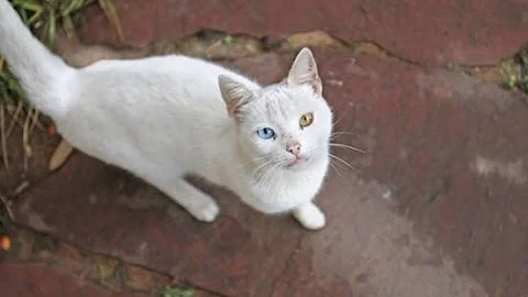 Quelle Est La Couleur Des Yeux Des Chats La Plus Rare