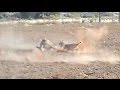 Bobcat Attacks and Kills a Deer (HD)