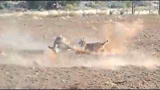 Bobcat Attacks and Kills a Deer (HD)