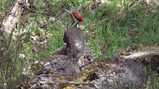 Pileated Woodpecker1