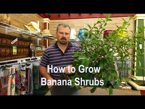 How to grow Banana Shrub (Michelia figo) with a detailed description