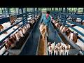 How to Raise Goats - Goat Farming Business - Goat Milk & Meat Harvest | Farm Documentary