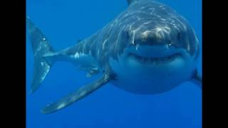 1# shark slide show