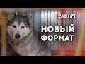 Готовы ли забайкальские приюты для животных к работе по новому закону?