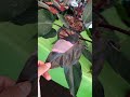 Viva la vida en Expo Plantas Tepic #plantas #jardin #tepic #tepicnayarit #plantasdecasa #nayarit