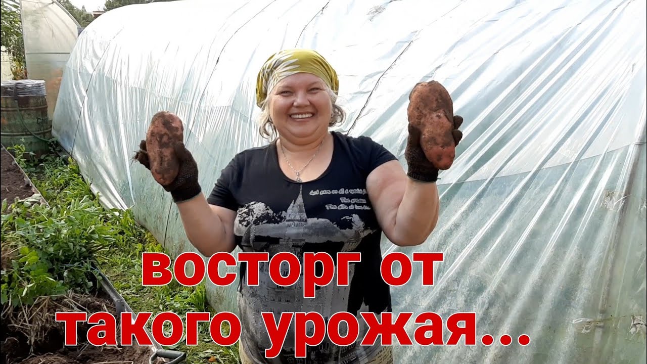Эксперимент с картофелем удался!!! Урожай на зависть соседям...