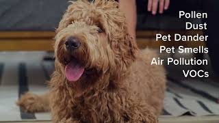 LEVOIT Air Purifier for Home Allergies Pets Hair in Bedroom, H13 True HEPA Filter, 24db via amazon