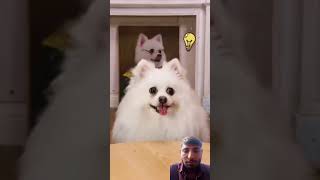 #funny #pets #mostfunny #cute #comedy #smartnico #puppy #funnydogs #notnico #comedymemes