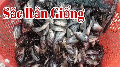 Sặc Rằn Giống || Mẫu Đều Đẹp - 0909726338