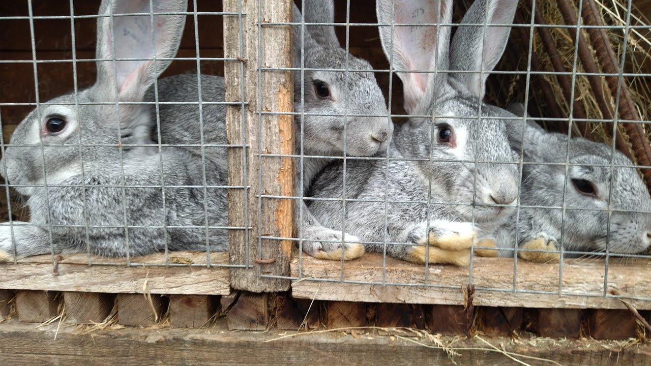 Купила кроликов Советская шиншилла в племрепродукторе - YouTube