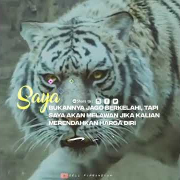 STORY WA💢KATA KATA BIJAK HARIMAU PUTIH🐯