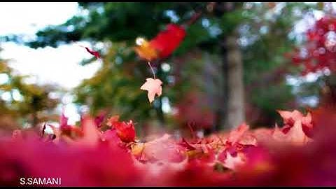 الشيخ عبدالولي بن محمد الأركاني ، ولد ونشأ بمكة ، تخرج من دار الحديث ، آيات من سورة المؤمنون.