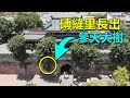 西部巡遊70｜四川涼山州首府西昌，參天大樹從城牆磚縫中冒出，這實在太罕見了