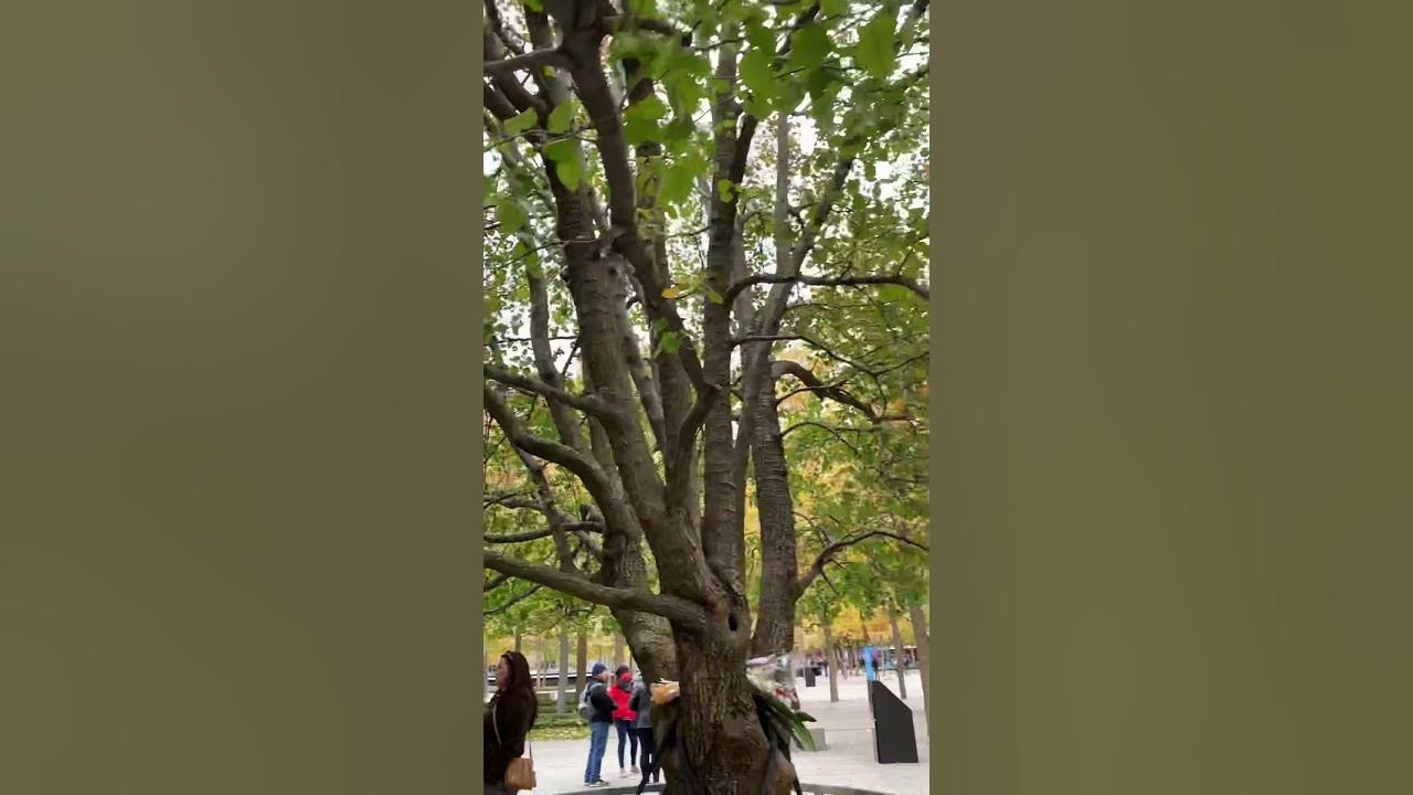 The Survivor Tree and the Glade at Ground Zero 