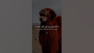 افلا ينضرون الى الابل كيف خلقت #قران_كريم #تلاوة_هادئة #الرحمن