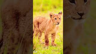 Lovely Moments Of Cute Lion Cubs