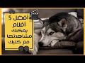 أفضل 5 أفلام يمكنك مشاهدتها مع كلبك