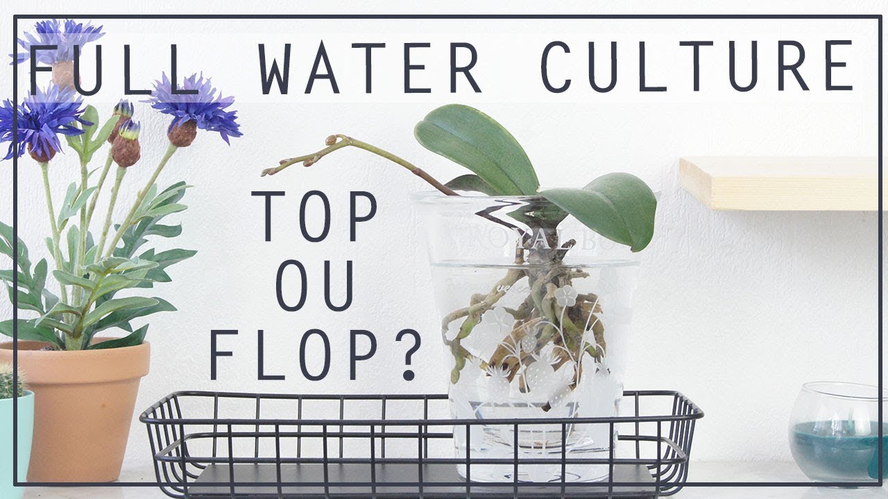 🌸 JE SAUVE MON PHALAENOPSIS GRÂCE À LA FULL WATER CULTURE