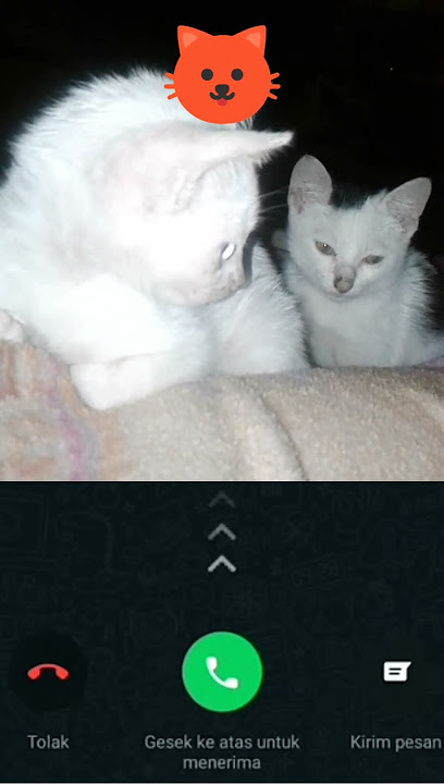 Nada dering wa keren suara kucing #ringtones