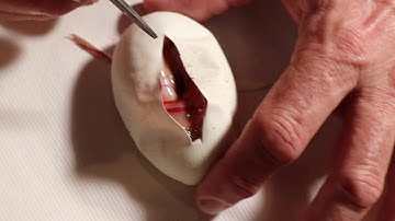 Ball python egg cutting (champagne X banana pied)(clutch # 6)