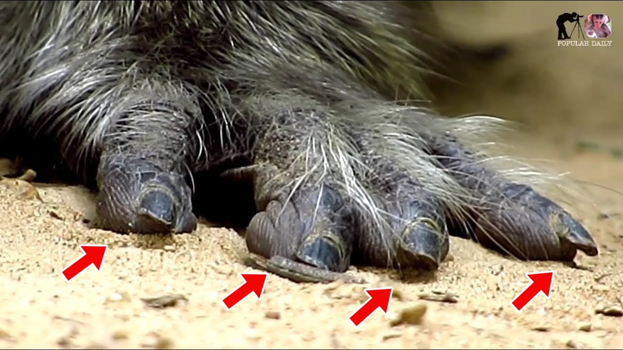 Poor Old Big Monkey Charlie,Group Leader Mr Charlie He Is Sitting With Brother / Popular Daily