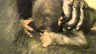 Baby Gorilla Update - Cincinnati Zoo