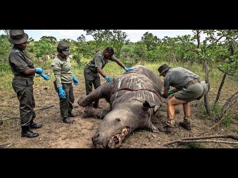 Video: Das Letzte Sumatra-Nashorn In Malaysia Ist Gestorben