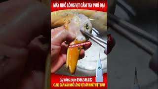 Máy nhổ lông vịt bằng pin 2024 #maynholongmangvit #longvit #thinhhanh #maynholongmangvit #maynholong
