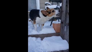 This Dog Had Ice For A Snack And Suffered A Brain Freeze 😂