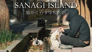 猫が暮らす学校の🏨|海が見える宿での2泊3日｜静かな時間の記録「佐柳島」「ネコノシマホステル」