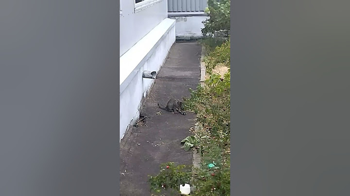 Вот тот самый кот, символ канала. Или кот охотник в деле.