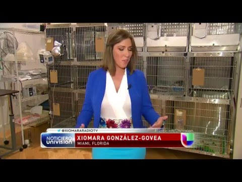 seprin-la-importancia-de-tener-un-seguro-medico-y-rc-para-tu-mascota