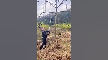 Pruning process of fruit tree lateral branches with long handled cutting tools