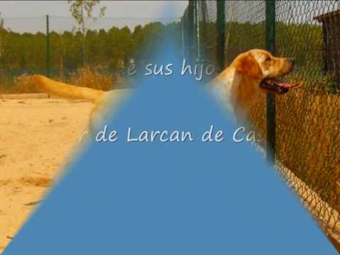 Centro Canino Larcan - Larcan de Castilla - Nora A...