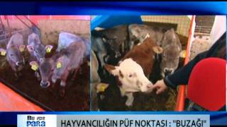 BU İSTE PARA VAR: ÇİFTLİK