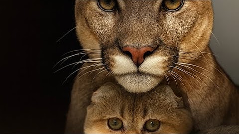 #newvideo #cats #pets #shortvideo #pet #cat #youtubeshorts #youtube #funny #fun #viral #cute #video 