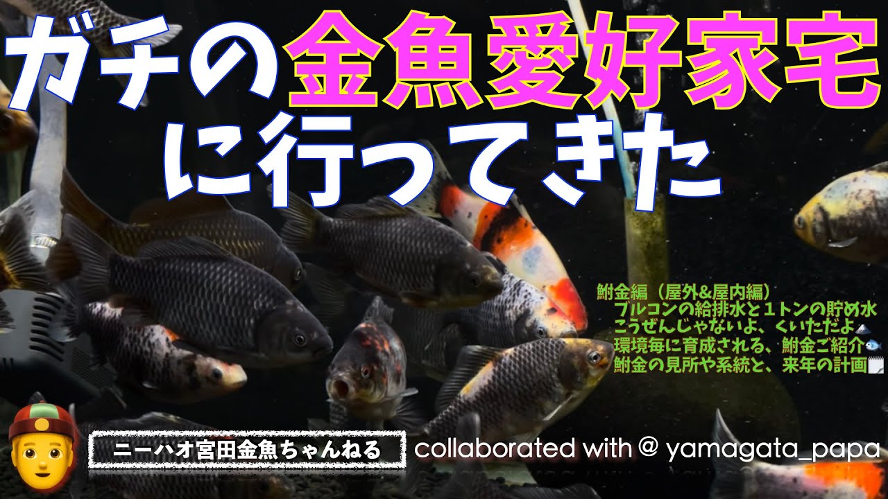 ニーハオ宮田 金魚ちゃんねる ガチの金魚愛好家宅に行ってきた 鮒金 編 屋外 屋内編 ブルコンの給排水と１トンの貯め水 こうぜんじゃないよ くいただよ 鮒金ご紹介 見所や系統と来年の計画 Youtube