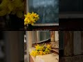 Culori ✨💛 #photographer #photography #colors #art #artist #love #photo #vibe #life #mood #flowers
