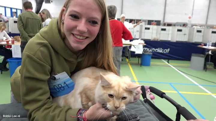 Video 11404991: mainecoon kitten, kittens litter, cat show