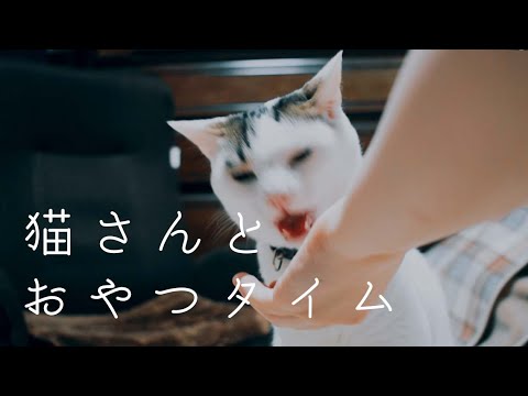 猫さんとおやつタイム