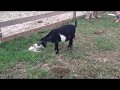 Goat Giving Birth